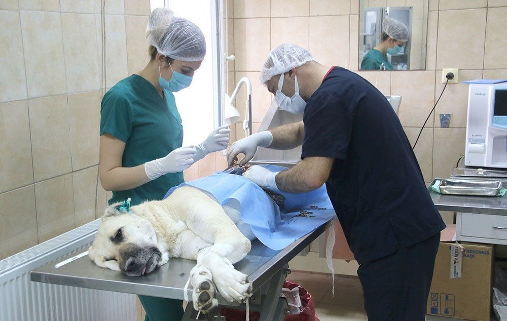 Çankaya Belediyesi Sahipsiz Sokak Hayvanları Bakım ve Rehabilitasyon Merkezi 2021