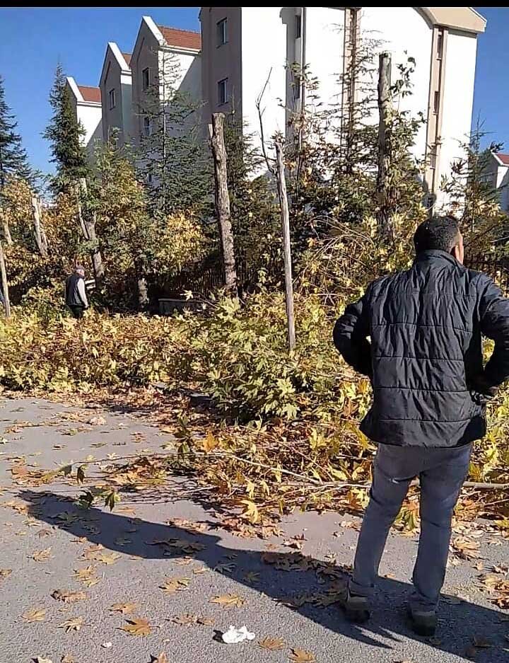 Etimesgut Belediyesi Elvan Kent’te bulunan 20 yıllık çınar ağaçlarını orada