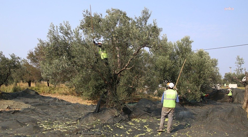 Ulusal Zeytin ve Zeytinyağı Konseyi (UZZK) Başkanı Dr. Mustafa Tan,