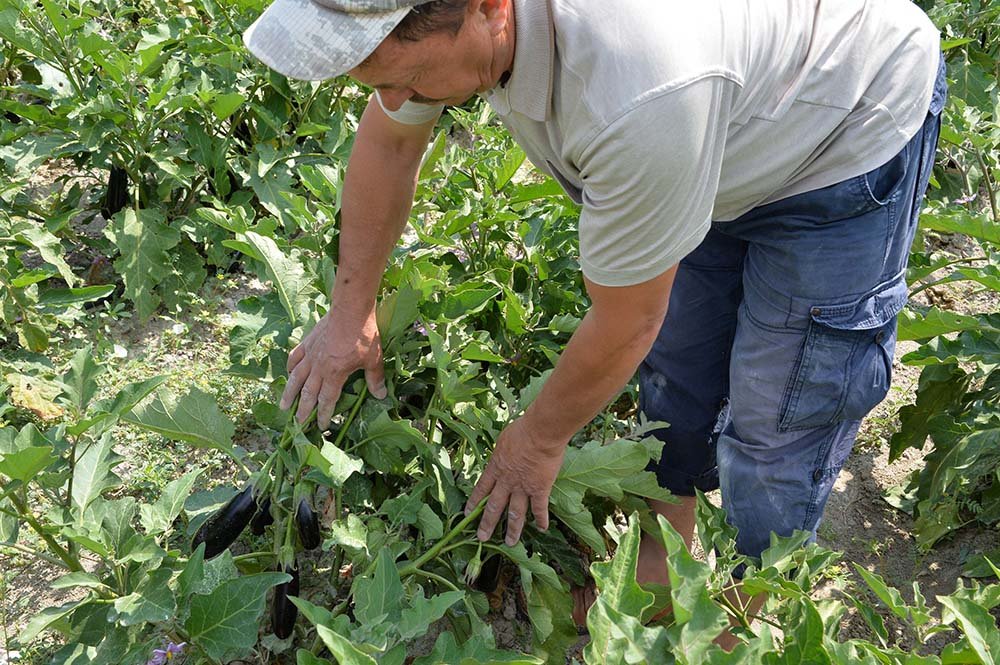 ABB’DEN BAŞKENTLİ ÇİFTÇİLERE SEBZE FİDESİ DESTEĞİ: TALEP TOPLAMA BAŞVURULARI BAŞLADI Ankara Büyükşehir Belediyesi Başkent’te yerli üretimi artırmak ve ülke ekonomisine