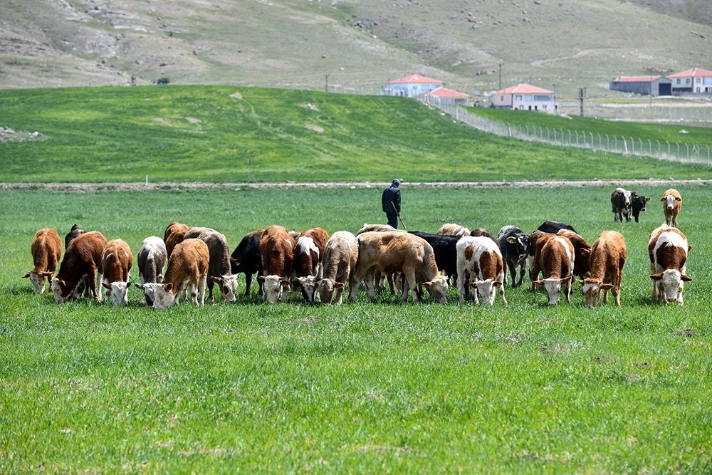 Ankara Büyükşehir Belediyesi, kırsal mahallerde meralarda otlayan hayvanların su ihtiyacını