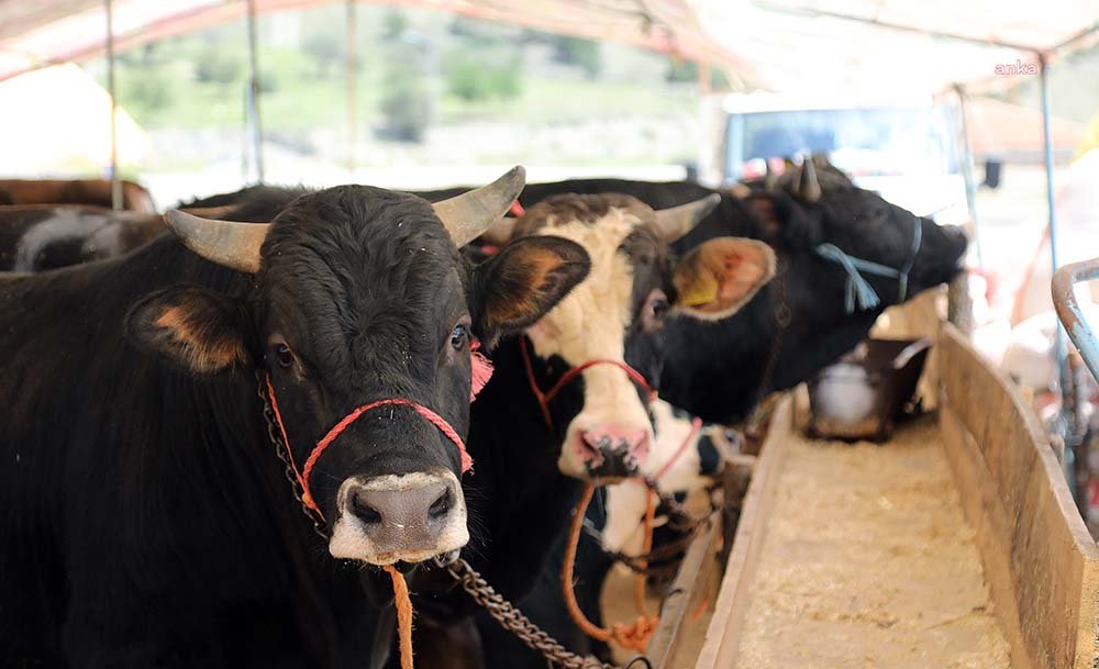 Diyanet İşleri Başkanlığı’nın 2022 Yılı Kurban Hizmetlerinin Uygulanmasına Dair Tebliği’ne