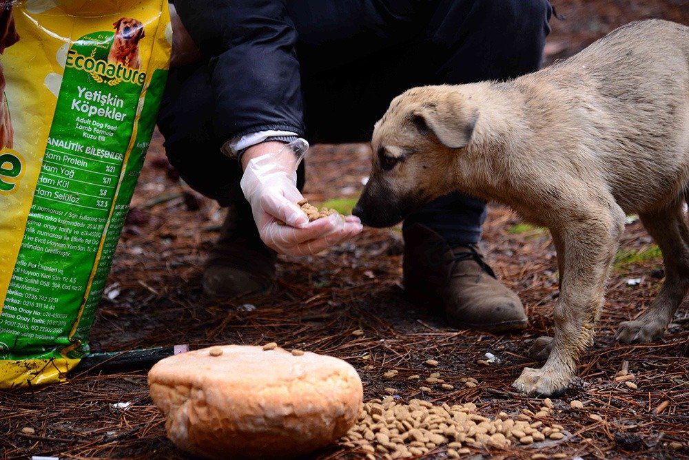 Can Dostlarımızın Mama ve Suları Eksik Edilmiyor Kahramankazan Belediyesi, sokakta ve doğada yaşayan can dostlarımızın aç ve