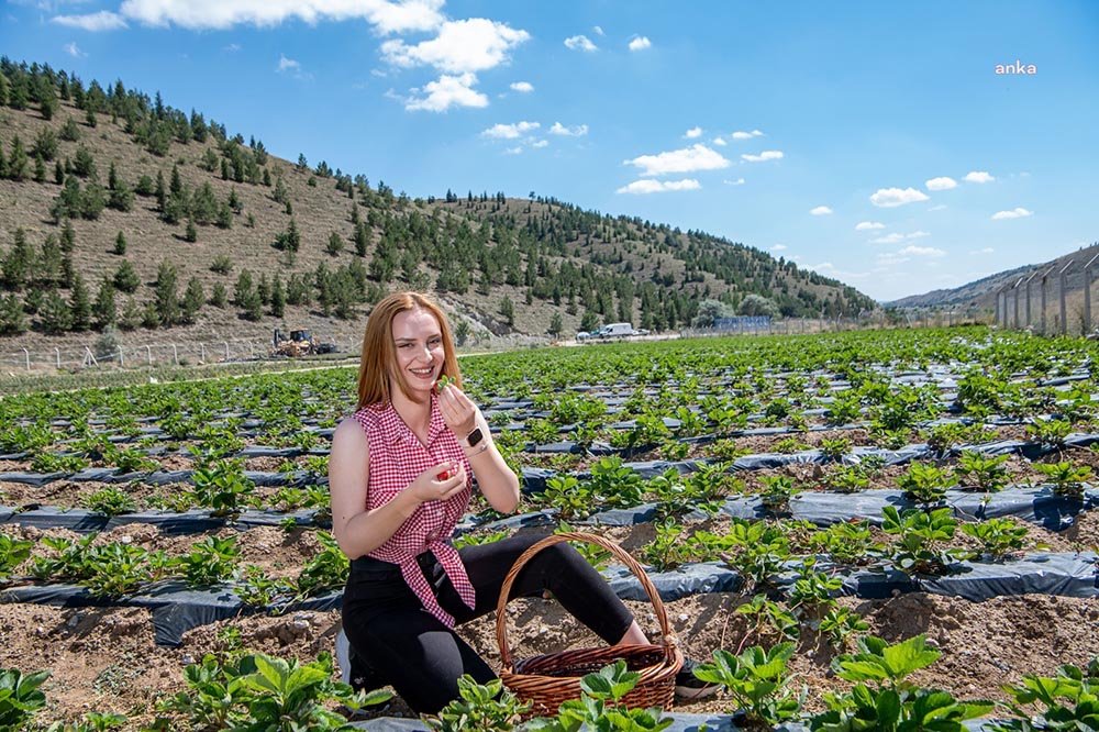 Mamak Belediyesi tarafından 40 bin kök çilek ekimi yapıldı.
Ürettiği projelerle