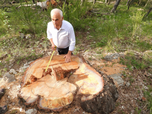 AKP Ankara Milletvekili Nevzat Ceylan Ankara’daki Agac Katliamina Tepki Gosterdi