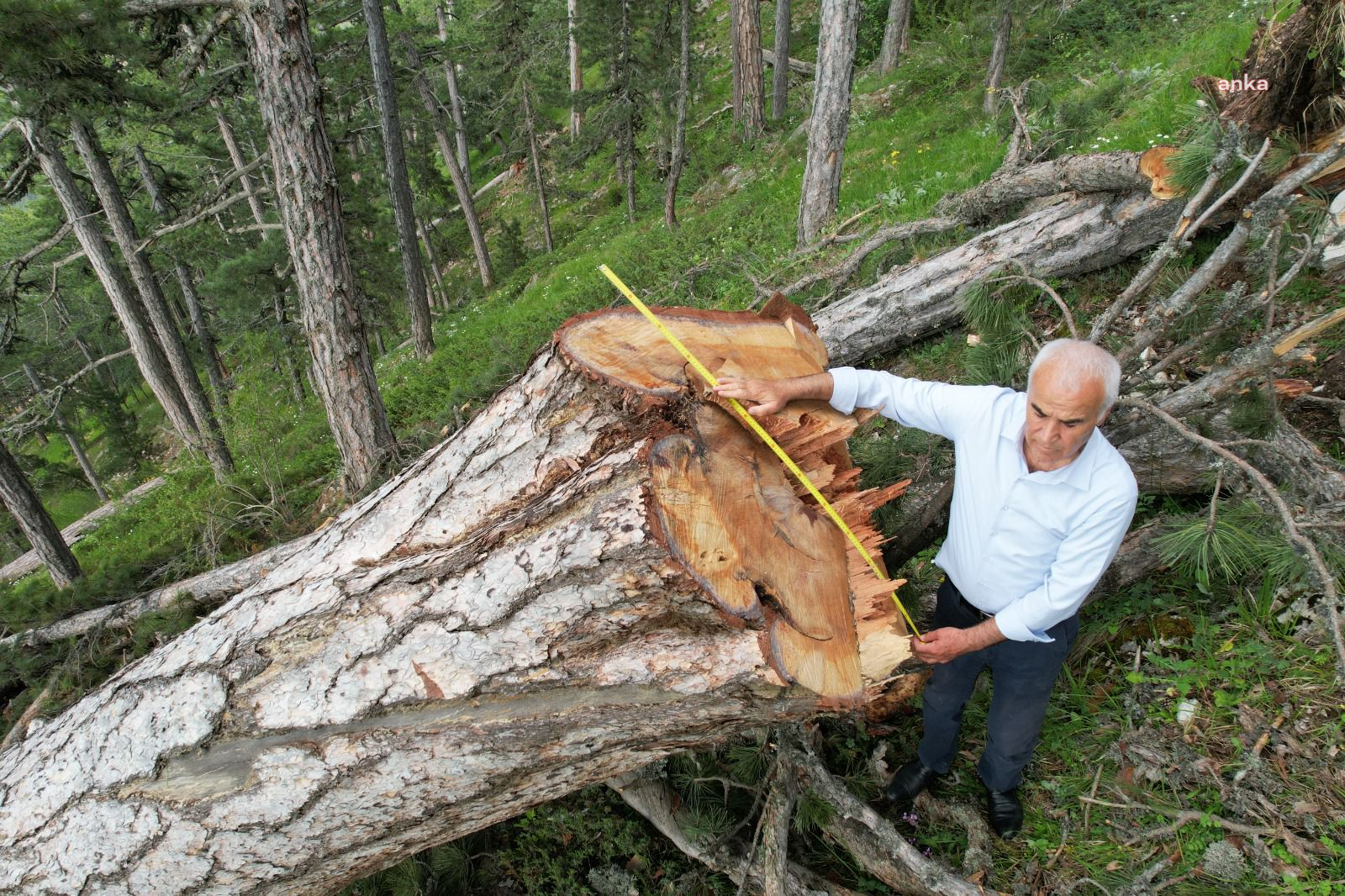AKP Ankara Milletvekili Nevzat Ceylan Ankara’daki Ağaç Katliamına Tepki Gösterdi AKP Ankara Milletvekili Nevzat Ceylan, Başkent’in Nallıhan ilçesindeki Sarıçalı Dağı’nda