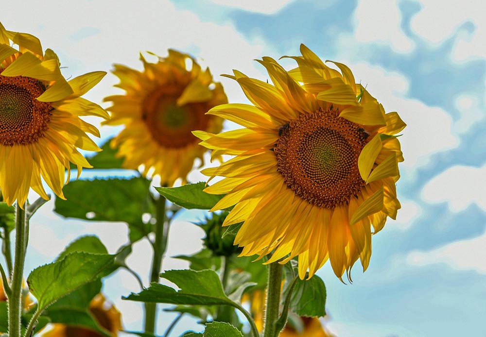 Mamak Belediyesi’nin çiftçilere verdiği hibe ayçiçeği tohumları çiçek açtı, boy