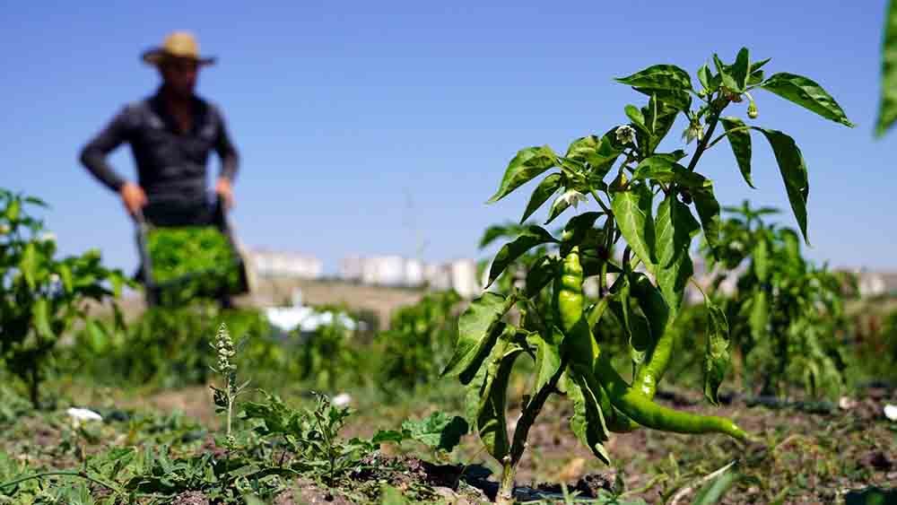Keçiören Belediyesi tarafından ilçedeki 20 dönümlük alana kurulan bostandan mahsuller