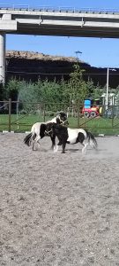 Sincan Belediyesinin Iki Yeni Sevimli Dostu: Edi Ile Budu