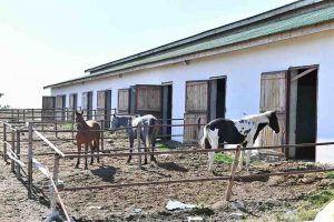 Hacikadin Sehir Ormani Ankaralilarla Bulusuyor