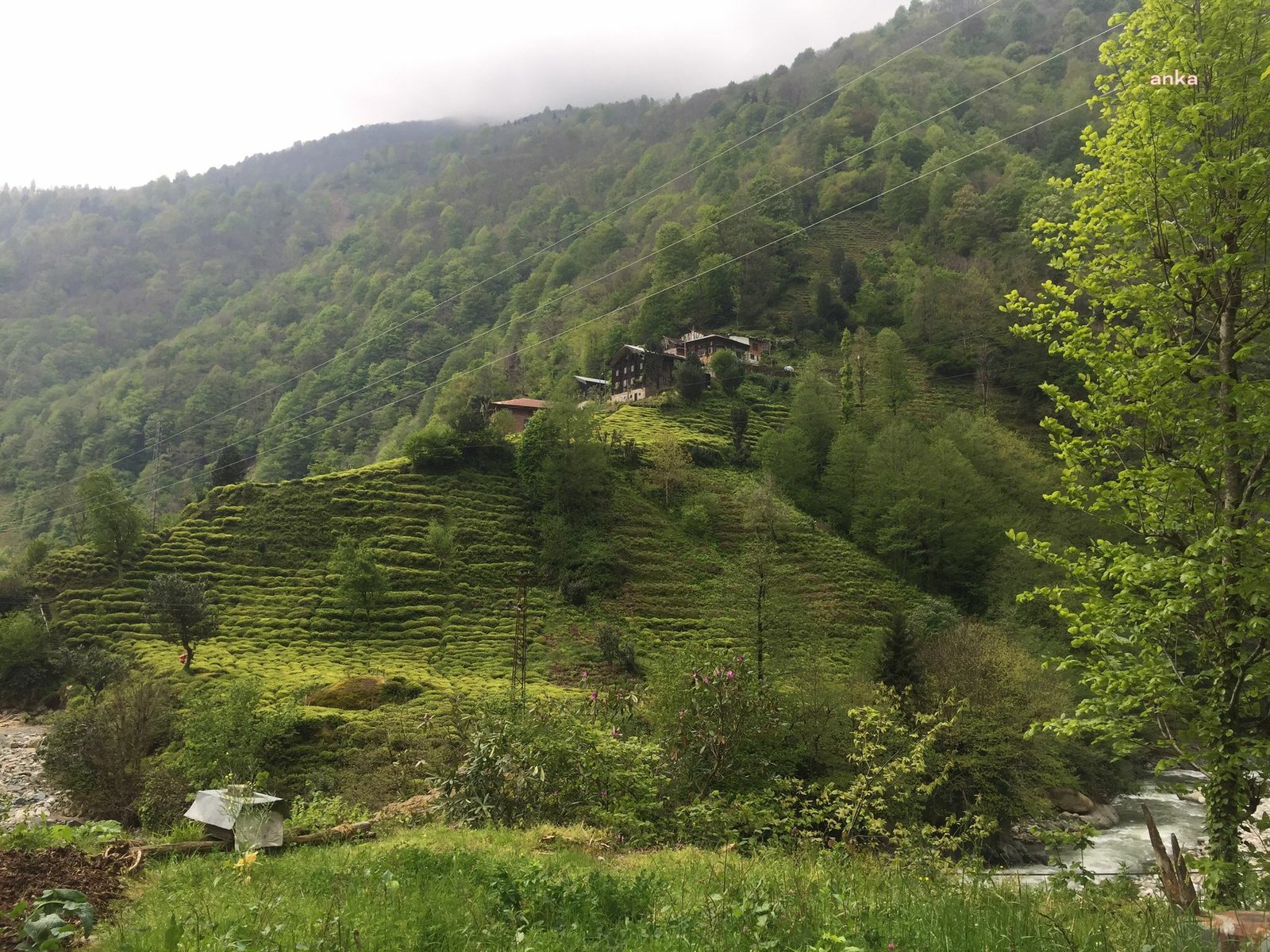 Yaş çayda 2022 yılı ürünü için fark ödemesi desteği, kilogram