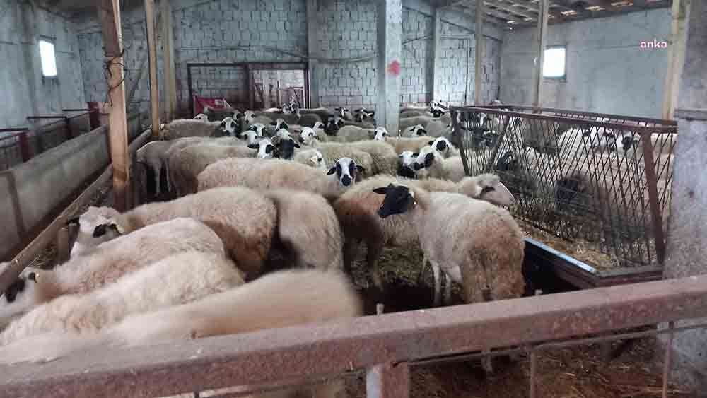 Samsun’da koyun yetiştiricisi ve veteriner hekim olarak görev yapan Samsun