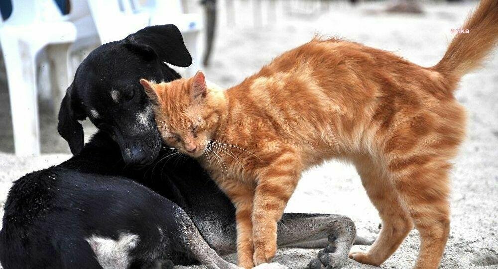 Veteriner Hekimler Derneği, depremzede hayvanların sahiplenilmesi ve kimliklendirilmesini de sağlamak