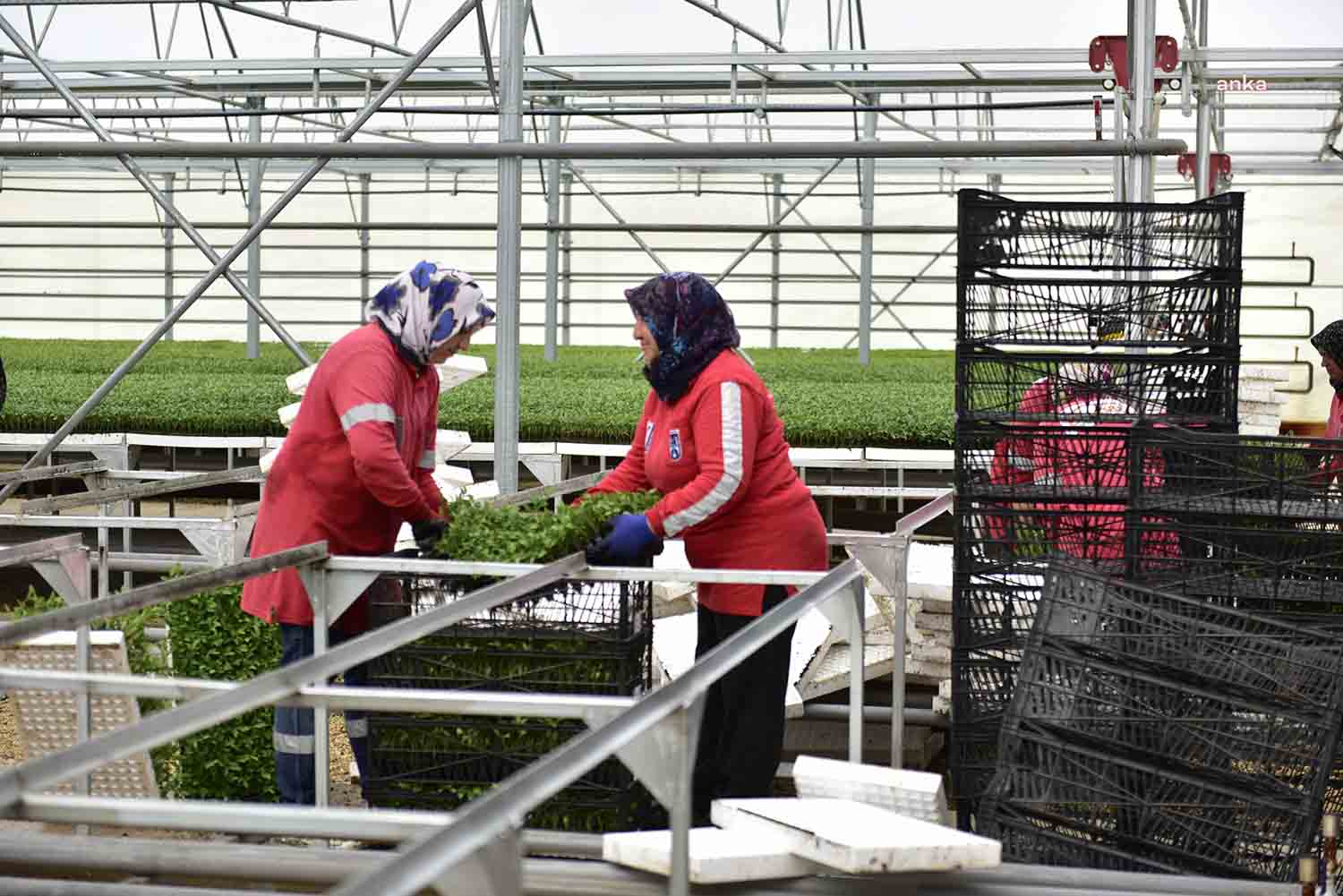 Ankara Büyükşehir Belediyesi (ABB), depremzede çiftçilere ulaştırılmak üzere sebze fidesi