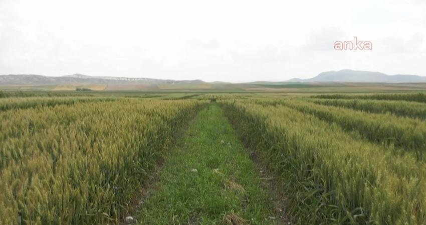 Ankara Ayaş’ta düzenlenen Milli Tohum Tanıtımı ve Tarla Günleri etkinliğinde,