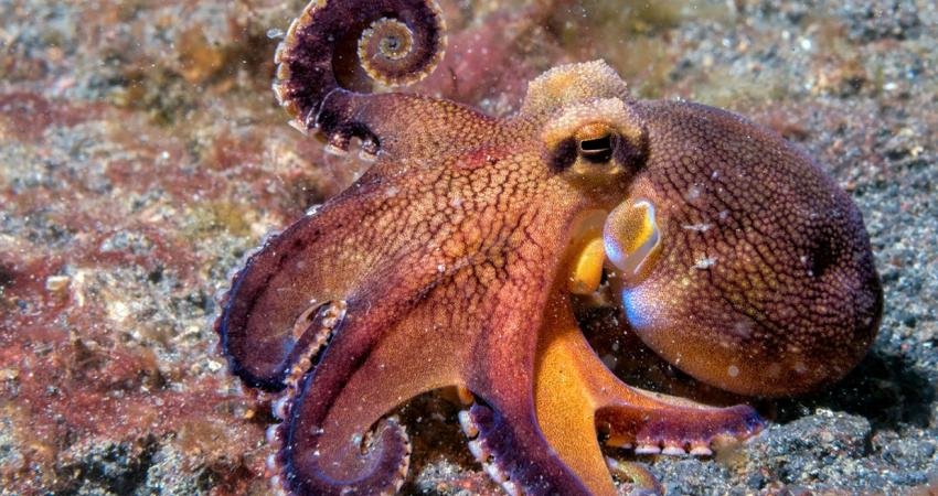Ahtapotlar o kadar sıra dışı canlılar ki, bazıları onların uzaylı