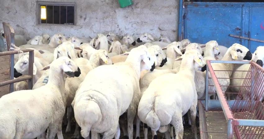 Kurban Bayramı yaklaşırken, Aksaraylı besici Ahmet Erkek kurban almak isteyen ancak