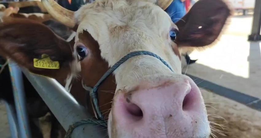 Amasya’nın Suluova ilçesinde besicilik yapan 27 yaşındaki Uğur Acar, “Türkiye’de