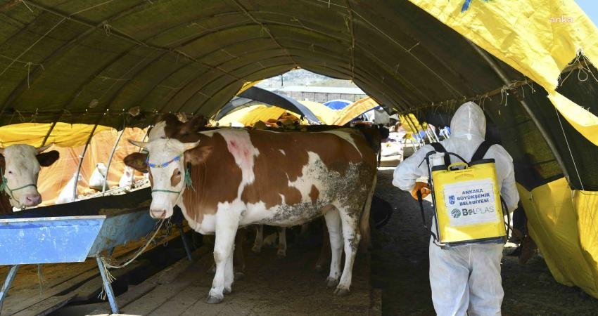 Ankara Büyükşehir Belediyesi, Kurban Bayramı öncesinde kurban satış yerleri ve