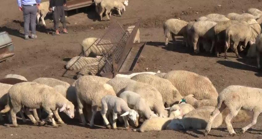 Ankara Damızlık Koyun ve Keçi Yetiştiricileri Birliği Başkanı Hasan Kılınç, yurttaşların