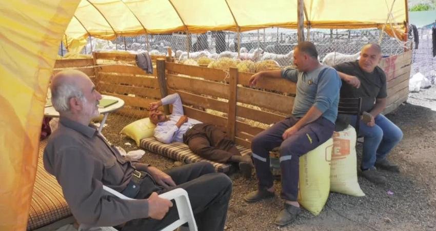 Ankara’da kurulan kurban pazarındaki besiciler, Kurban Bayramı’na sayılı günler kalmasına