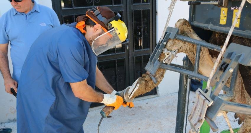 Antalya Büyükşehir Belediyesi, Döşemealtı Kevşirler Mahallesi’nde besicilikle uğraşan vatandaşların daha