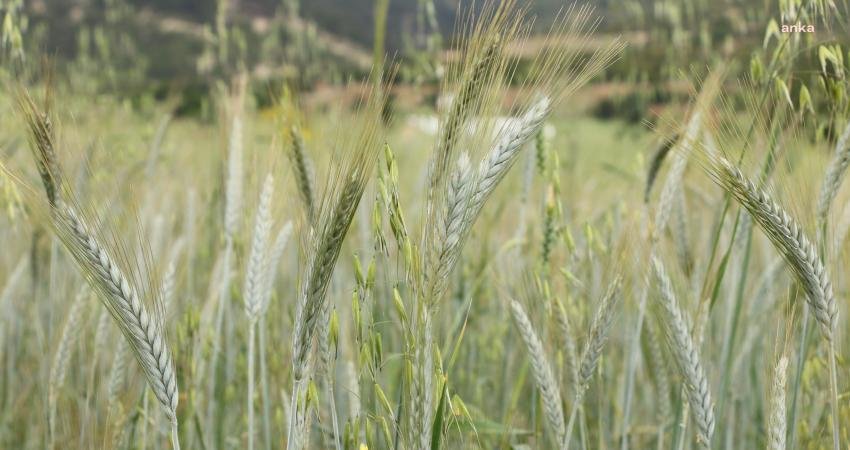 Antalya Büyükşehir Belediyesi’nin yerelden kalkınma projeleri kapsamında ekilemeyen alanların tarıma