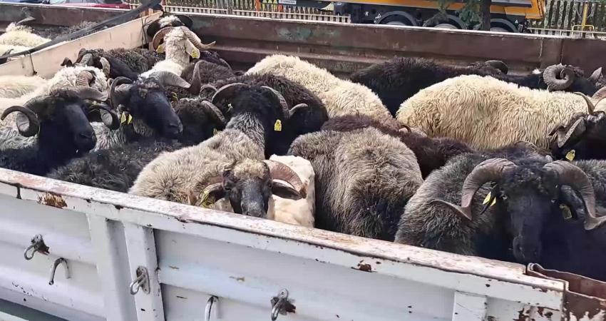 Artvin’in Ardanuç ilçesine bağlı Yaylacık köyünde beslediği hayvanları Bursa’da satmak