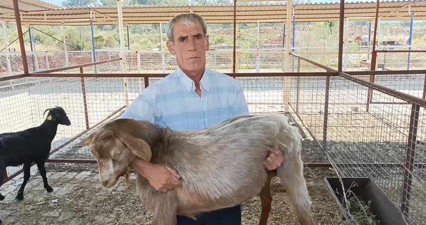 Aydın'ın Karacasu ilçesinde besicilik yapan Hüseyin Bican, bu yıl kurbanlık