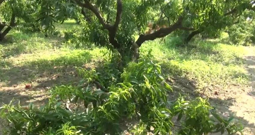 Aydın'da şeftali üretimi yapan Mehmet Çekici, "Artık şu anda güzelim