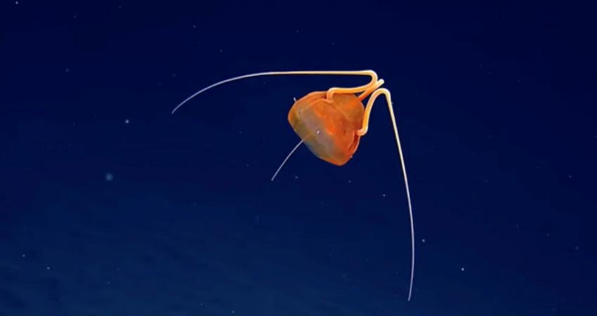 Bilim İnsanlarını Şaşırtan Keşif: Daha Önce Hiç Görülmemiş, Jelatinimsi Bir Yırtıcı Hayvan Türü Keşfedildi Uzak Pasifik Okyanusu'nda, daha önce hiç görülmemiş bir “jelatinimsi yırtıcı