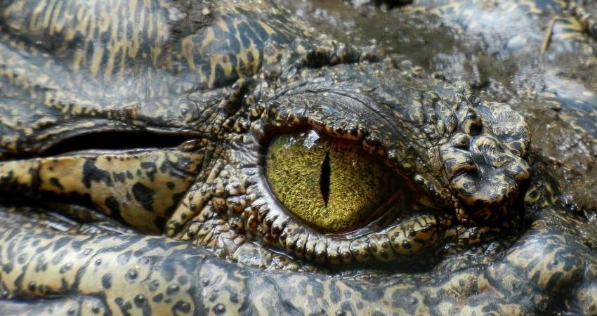 Bilim İnsanlarını Şaşırtan Olay: Yıllardır Yalnız Yaşayan Timsah, 14 Yumurta Bırakmayı Nasıl Başardı? Kosta Rika'daki bir hayvanat bahçesindeki timsah, 14 tane yumurta bırakınca