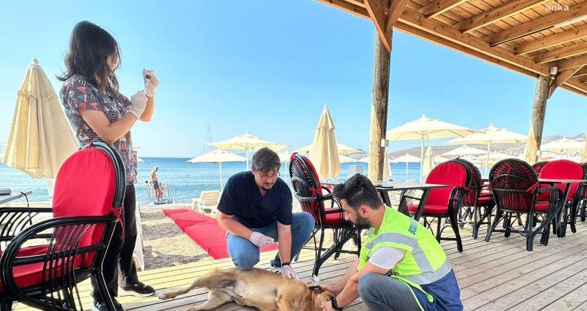 Bodrum Belediyesi, sokak hayvanlarının yaşam koşullarını iyileştirmek için çalışmalarını sürdürürken, Gümüşlük