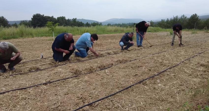 Bornova Belediyesi, coğrafi işaret tescilini aldığı Bornova kınalı bamyasının orijinal