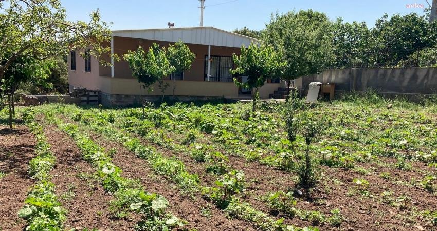 Bornova Belediyesi, coğrafi işaret tescilini aldığı Bornova Kınalı Bamyası’nı tohumundan