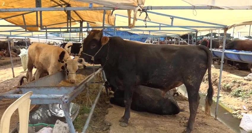 Buca Belediyesi yaklaşan Kurban Bayramı öncesinde ilçede yer alan kurban