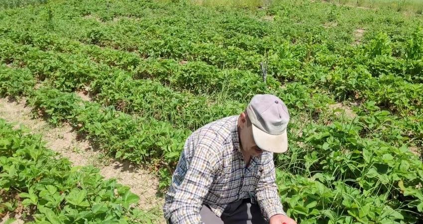 Geçen sene tarladan 16 liraya dağ çileğini satabilen üreticiler fiyatların