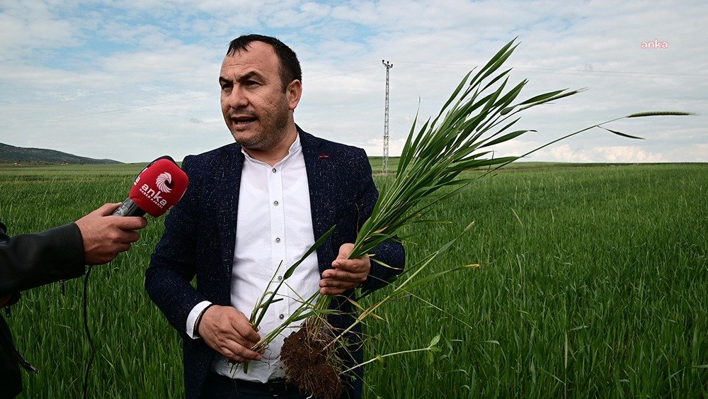 Yozgat Bozok Üniversitesi Ziraat Fakültesi Bitki Koruma Bölümü öğretim üyesi