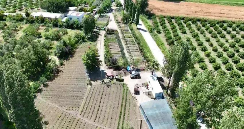 Edremit Belediyesi'nin 'Cumhuriyet Çiftçilikleri' projesi meyvelerini vermeye başladı. Çıkrıkçı Mahallesi’nde