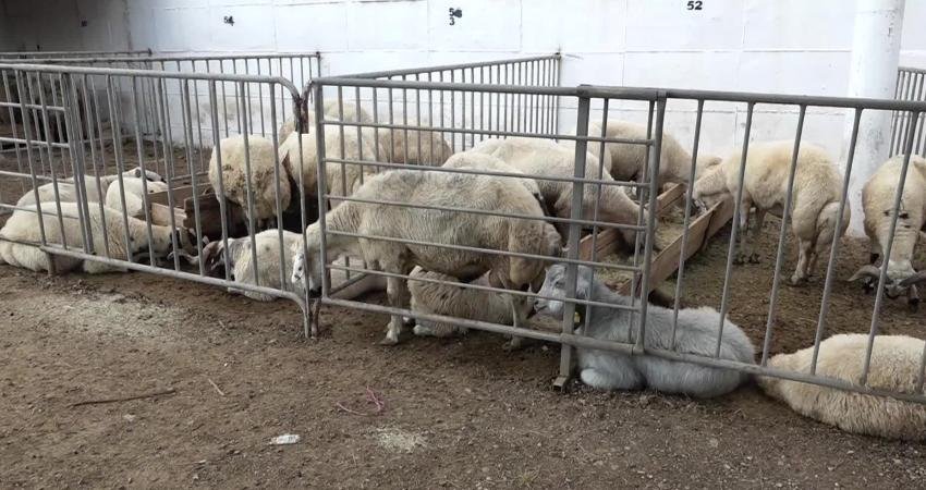 Edremit Belediyesi, Kurban Bayramı öncesinde 4 kurban satış, 15 kurban
