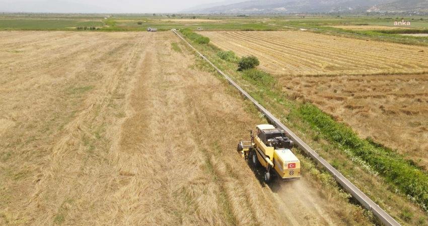 Efeler Belediyesi’nin kendi tarım arazilerinde yetiştirilen buğday hasat edildi. Hasattan