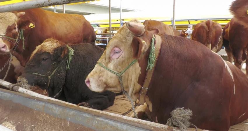 Kurban Bayramı'na bir gün kala İstanbul'da pazar yerleri hala çok