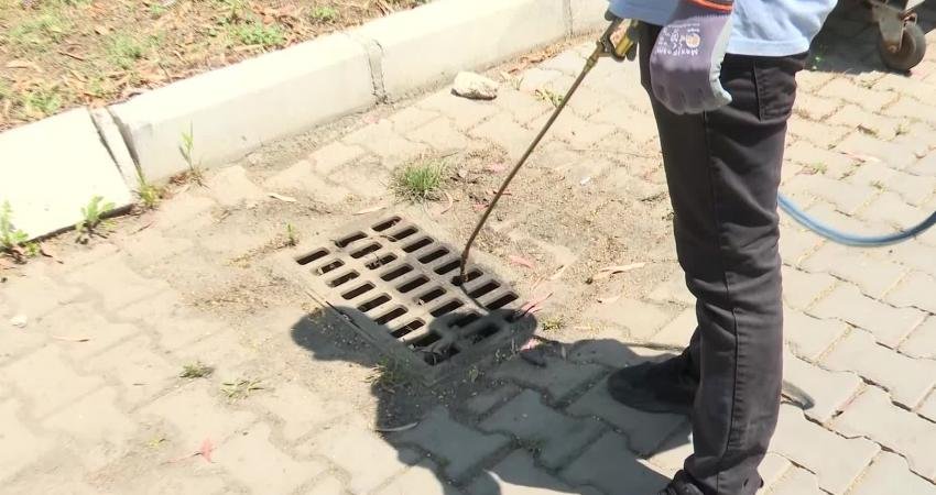 İzmir Büyükşehir Belediyesi, düzensiz yağışların etkisiyle artan sivrisinek popülasyonu ile