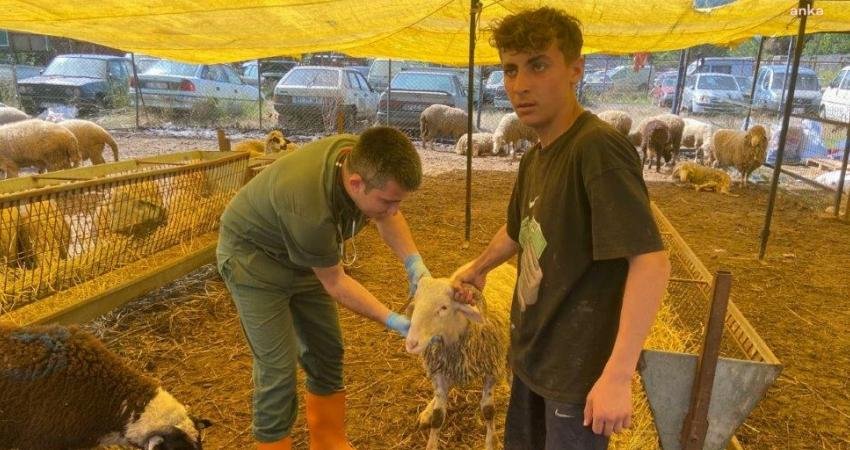 Kdz. Ereğli Belediyesi Veteriner İşleri Müdürlüğü, Kurban Bayramı öncesi kaçan