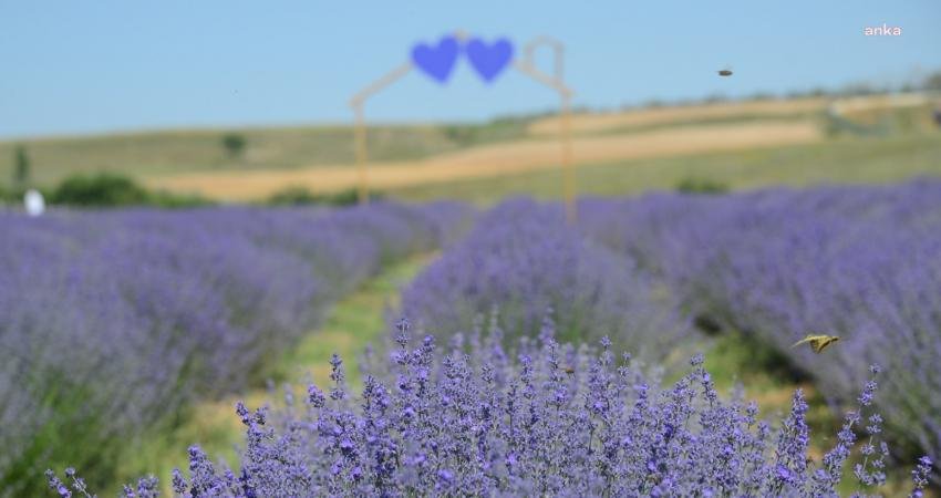 Kırşehir Belediyesi, bu yıl 3. kez, Güldiken Mahallesi'ndeki Park ve