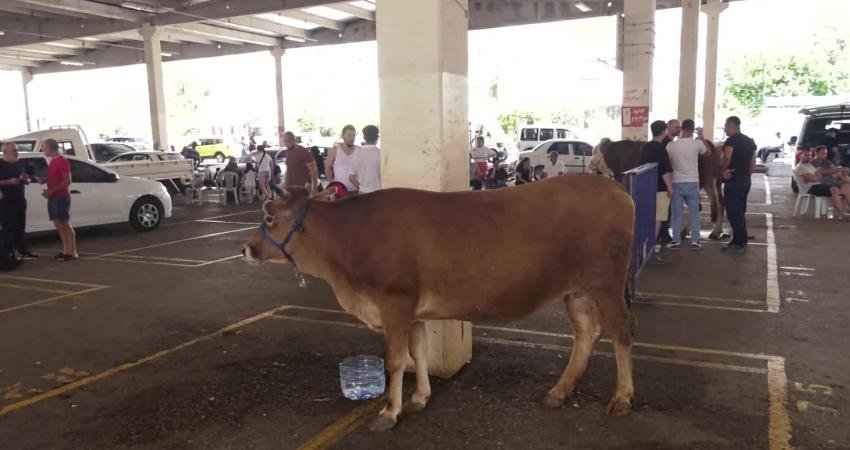 Konyaaltı Belediyesi Kurban Bayramı’nda Siteler, Altınkum ve Liman mahallelerinde oluşturduğu