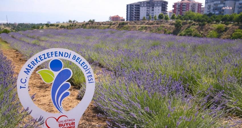 Merkezefendi Belediyesi tarafından ilçeye kazandırılan Lavanta Bahçesi, ziyaretçilerini ağırlamaya devam