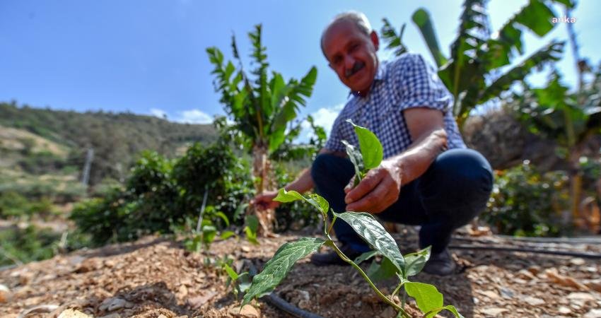 Mersin Büyükşehir Belediyesi, alternatif tarım ürünlerini geliştirecek projeler üretmeyi sürdürüyor. ‘Passiflora