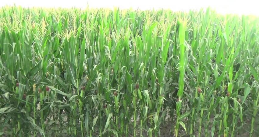 Osmaniyeli Çiftçi: “Günümde Suyumu Alamadığım İçin Çakmam ile Sulamaya Çalışıyorum. Çakmayla Mısır Sulanmaz” Osmaniye’nin Kadirli ilçesinde mısır ekili tarlaları için su verilmediğini belirten