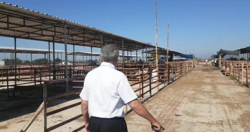 Osmaniye'nin Kadirli ilçesinde kurulan kurbanlık pazarında bu yıl geçen yıllara